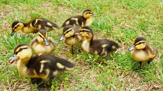 Raising New Mallard Ducklings [upl. by Ecirtal]