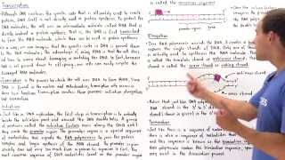 RNA Transcription [upl. by Lala]