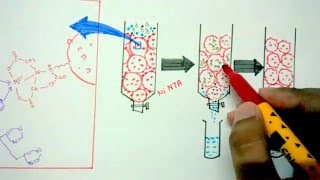 Affinity chromatography [upl. by Gilba]