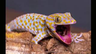 Gecko Sound  Gecko effect  Pictures of Geckos [upl. by Schwinn207]