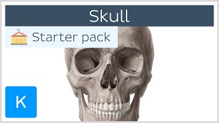 Bones of the Skull Neurocranium and Viscerocranium  Human Anatomy  Kenhub [upl. by Nysa]