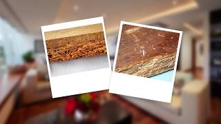 How to Get Rid of Borer and Protect Wood from Borer Damage [upl. by Esorlatsyrc]