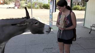 Route 66 Return To Oatman Arizona To Feed Wild Donkeys [upl. by Wernick]