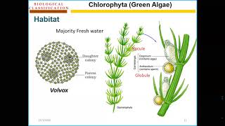 Chlorophyta thallus Online lecture [upl. by Dammahum]