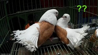 Taganrog tumbler pigeon bird  Beautiful fancy pigeons for sale  kobutor palon [upl. by Ttessil]