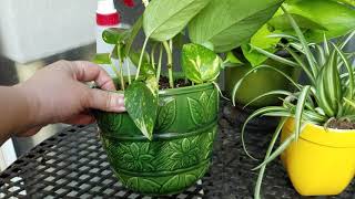 How to Propagate Pothos Cuttings and Vines in Soil [upl. by Savina171]