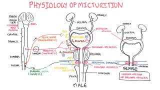 Physiology of Micturition [upl. by Selassie]