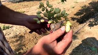 How are Pistachios Harvested [upl. by Ainimre328]