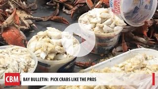 Crab Picking with the Pros [upl. by Agatha]