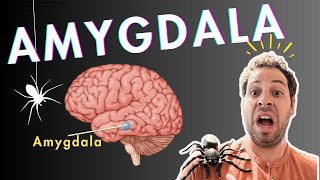 The Amygdala and Fear Conditioning [upl. by Windsor]