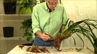 Repotting Cymbidium Orchids [upl. by Chandal954]