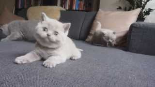 British Shorthair Kittens Playing [upl. by Katine581]