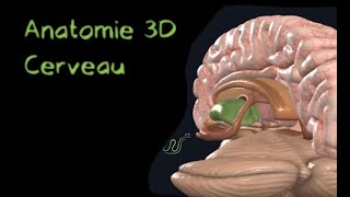 Description Anatomique 3D du cerveau Naturosoutien [upl. by Anibur]