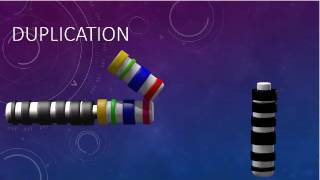 CHROMOSOMAL STRUCTURE DELETIONS DUPLICATIONS TRANSLOCATIONS INVERSIONS [upl. by Fita411]