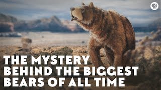 The Mystery Behind the Biggest Bears of All Time [upl. by Nove242]