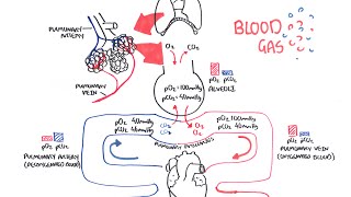 Blood Gases O2 CO2 and ABG [upl. by Nivled]