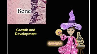 Bone Growth and Development [upl. by Enamrej]