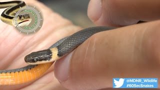 60Second Snakes Northern Ringnecked Snake [upl. by Laufer486]