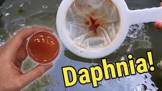 How I Culture Daphnia In Outdoor Tubs [upl. by Salomone879]