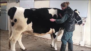 Bovine Musculoskeletal Examination [upl. by Yllehs]