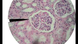 Histology for Beginners [upl. by Yditsahc]