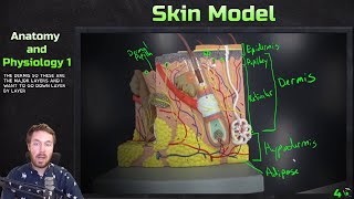 Skin Model Anatomy Overview  Anatomy and Physiology 1 [upl. by Mcnully694]