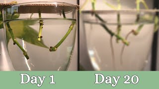 20 Day Time Lapse of Pothos Propagation  Root Development [upl. by Ynamreg]