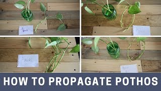 How to propagate pothos [upl. by Ybbil]