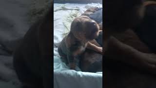 Cutest bloodhound puppy howling [upl. by Eelyah]