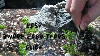 Dwarf Baby Tears how to plant and care [upl. by Enait]