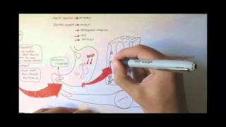 Digestive System Physiology Overview [upl. by Hewart]