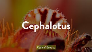 Cephalotus follicularis  The Australian Pitcher Plant [upl. by Psyche179]