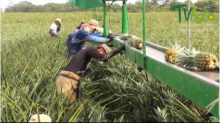 Cómo producir Piña a gran escala Costa Rica  TvAgro por Juan Gonzalo Angel [upl. by Aiselad]