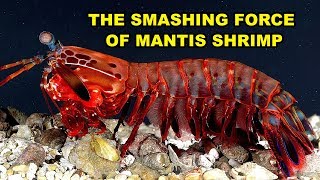 The Smashing Force of Mantis Shrimp [upl. by Naired]