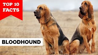 Bloodhound  Top 10 Facts [upl. by Butler702]