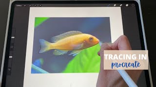 Tracing a photo in Procreate how To step by step Tutorial [upl. by Siuoleoj]