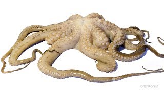 Octopus Decomposition Timelapse [upl. by Direj]