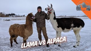 LLAMA VS ALPACA  Ep72  Llama Life [upl. by Urban]