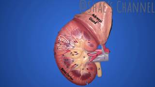 Urinary System Anatomy for Anatomy amp Physiology Lab [upl. by Mersey2]