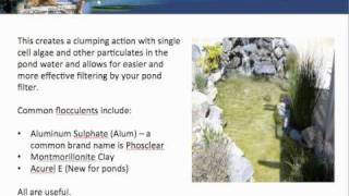 Pond Tips  How To Clear Green Or Murky Water [upl. by Korney350]