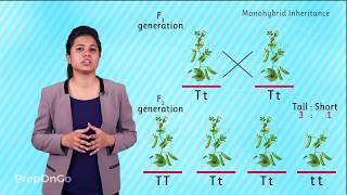 Mendels experiment  Monohybrid Cross  Law of Segregation [upl. by Ainegue]