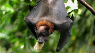 WeltVogelpark Walsrode  Flughund frisst Banane  Flying Fox eats Banana [upl. by Eerdua379]