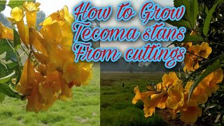 How to Grow Tecoma stans From cuttings  Yellow Bell Trumpet bushes ٹکوما  Gardening and Junk Art [upl. by Urias]