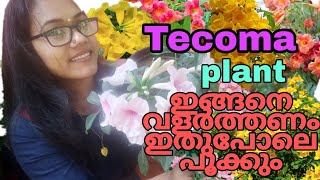 Tecoma plant വളർത്താം വളരെ എളുപ്പത്തിൽ Tecoma plant care tips in Malayalam [upl. by Gillmore]