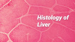 Histology of Liver [upl. by Krasnoff]