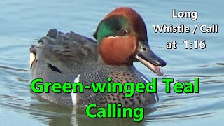 Greenwinged Teal Duck Calling  Call Sound amp Whistle  North Pond Lincoln Park Chicago 442021【4K】 [upl. by Mairym992]