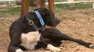 Working Cattle Dogs [upl. by Laehctim]