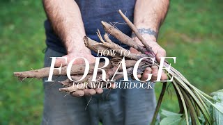 Foraging for Wild Burdock with Chef Shawn Adler [upl. by Lauren]