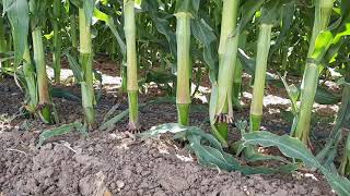 Inside a 100 Acres Corn Field Under Drip Irrigation Israel [upl. by Chantalle]