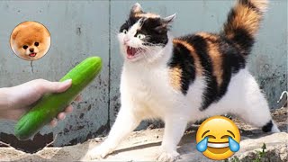 LOS MEJORES SUSTOS GATOS VS PEPINOS LINDOS GATOS 33 😂 pais de animales [upl. by Eive969]